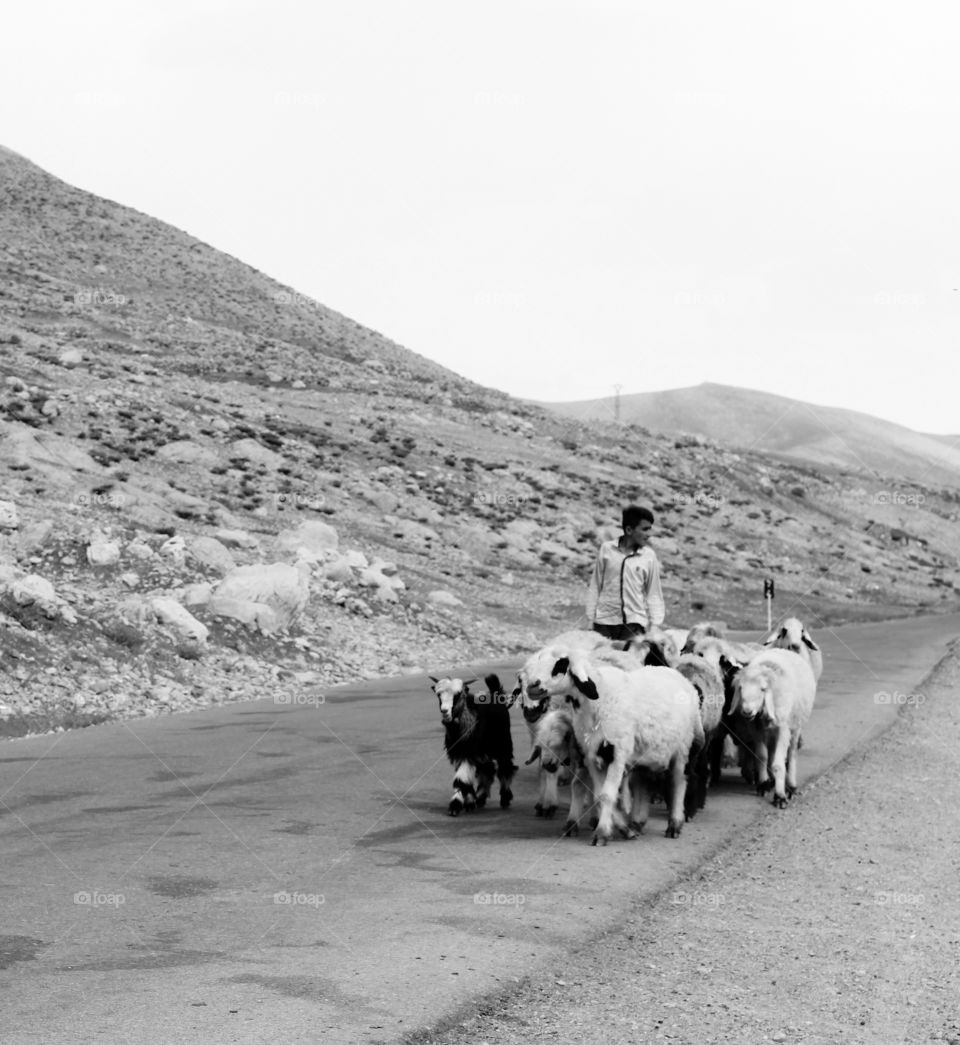 A shepherd with his sheep flock.