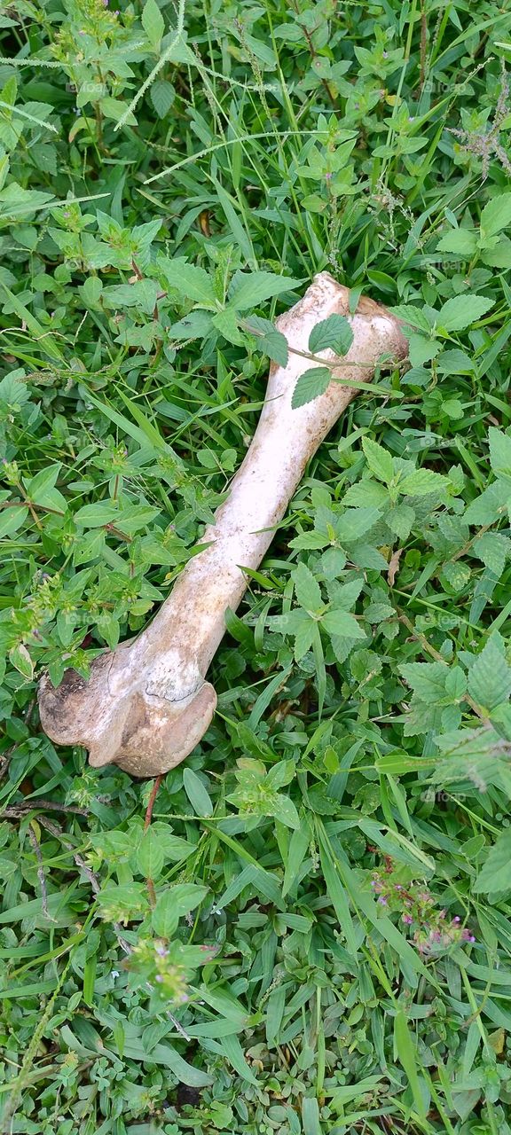 fossil bone large fossil