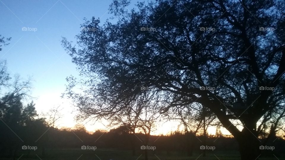 Sunset Through the Trees