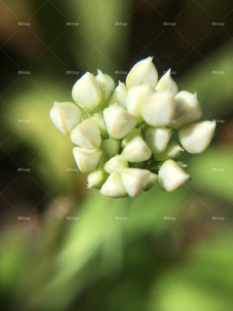 Closeup of tiny buds