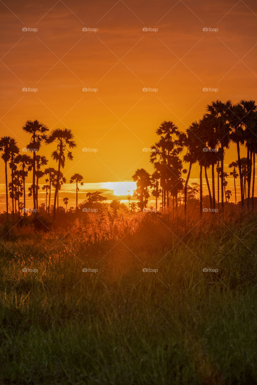 The sunrise with cloudy background  above the palm trees