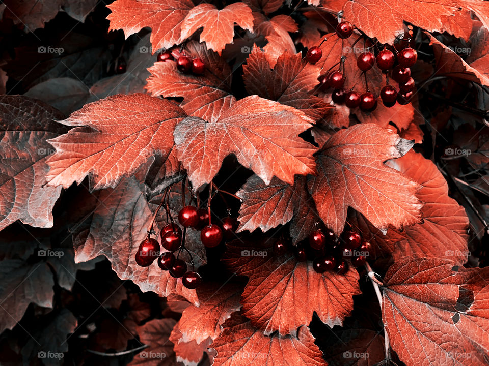 Plant with orange leaves and red berries in autumn 