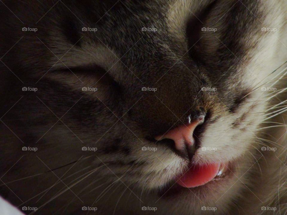 Cat Sleeping with it's tongue