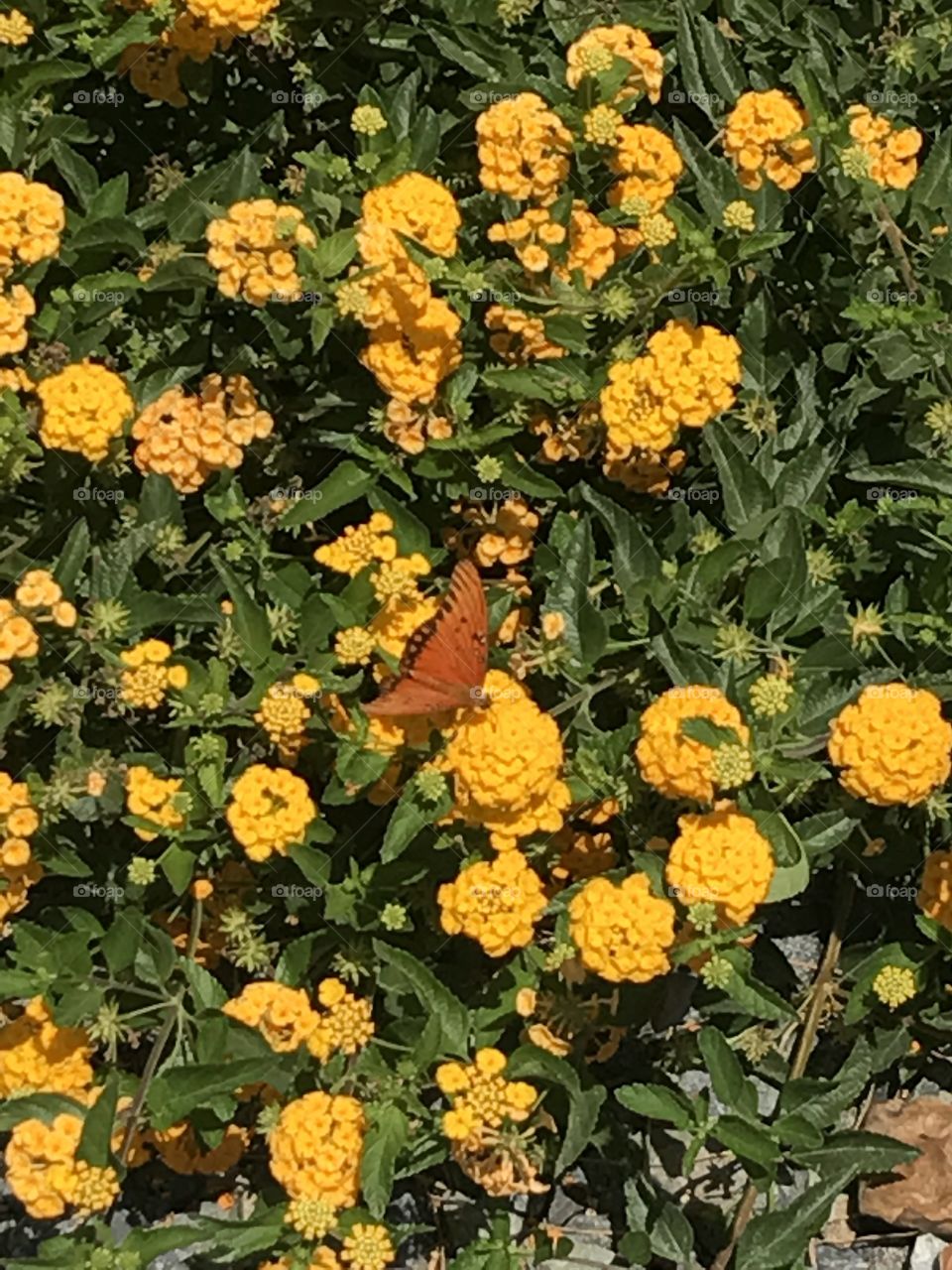 Butterfly in flowers