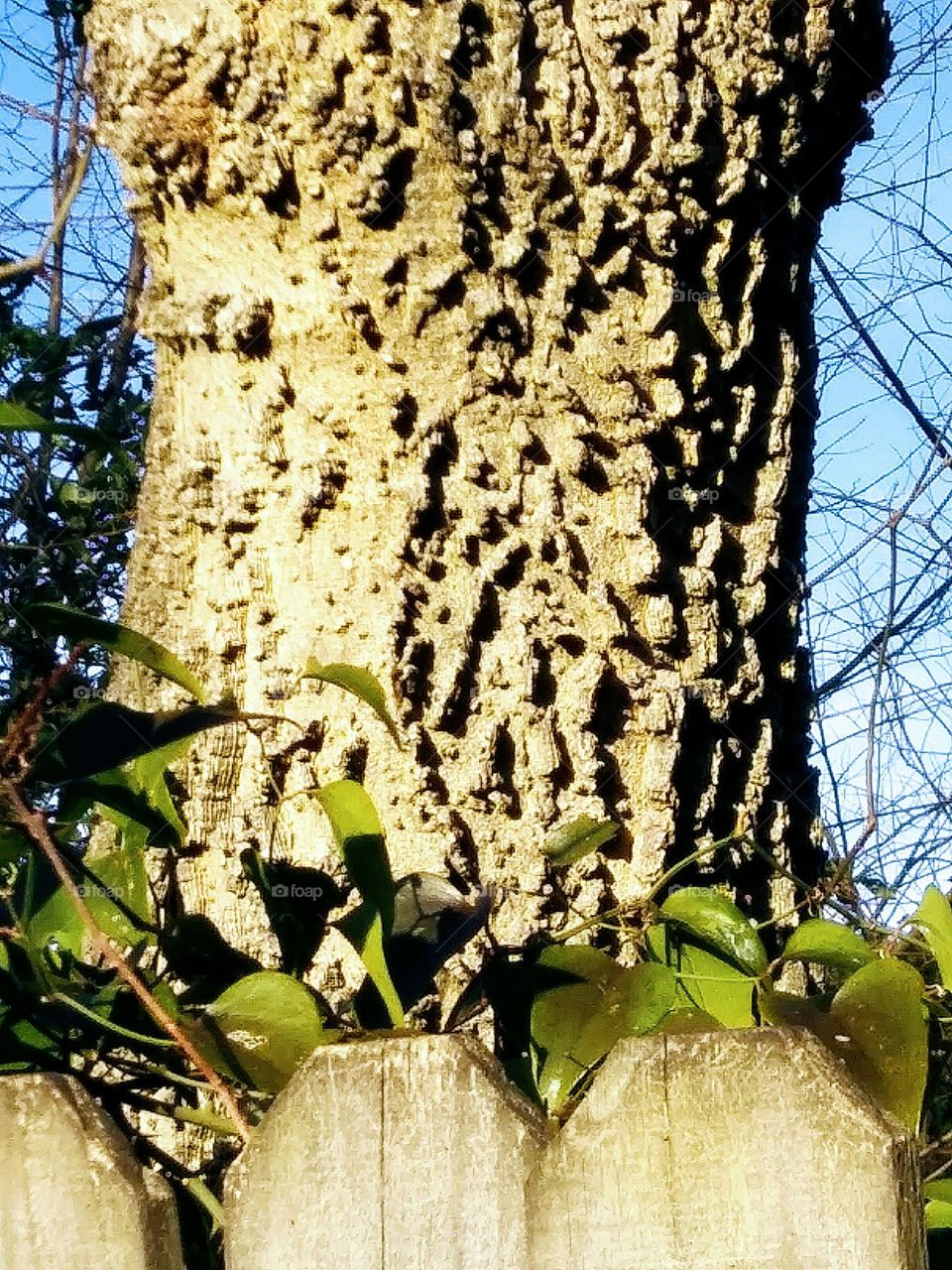 texture of tree bark