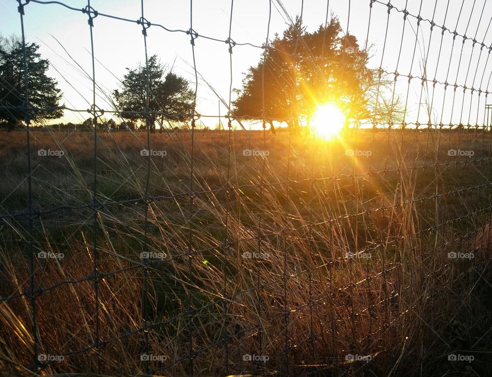 Sunset thru a fenced pasture of a countryside farm with golden rays and sunlite grass