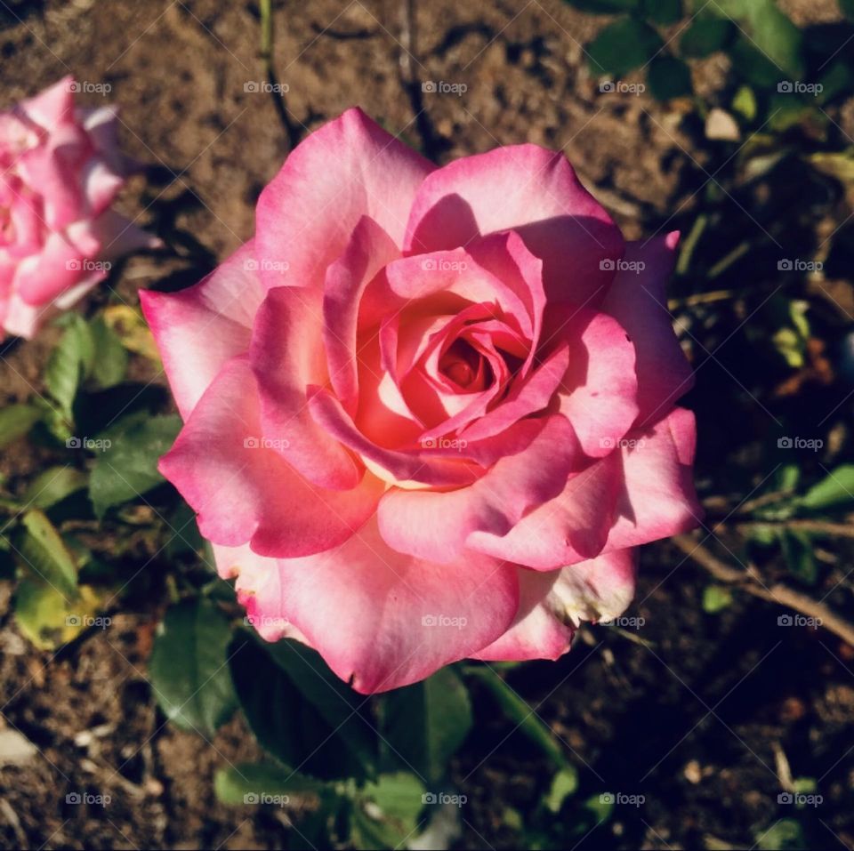 🌹 🇺🇸 Very beautiful flowers to brighten our day.  Live nature and its beauty. Did you like the delicate petals? / 🇧🇷 Flores muito bonitas para alegrar nosso dia. Viva a natureza e sua beleza. Gostaram das pétalas delicadas? 
