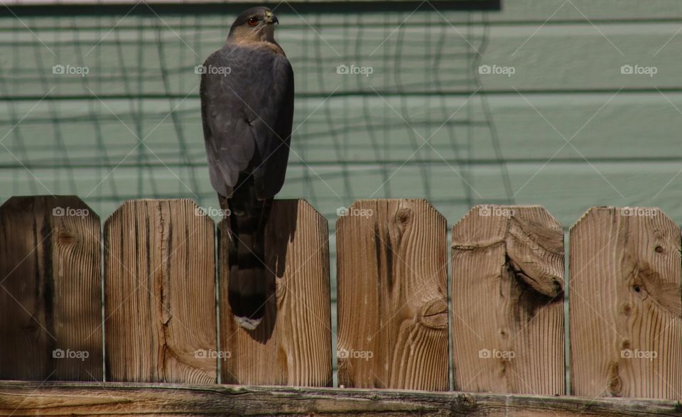 Wild hawk trying to get a snack