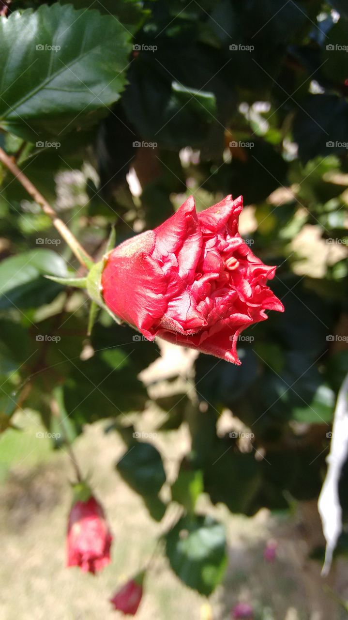 red flower. captured in my garden