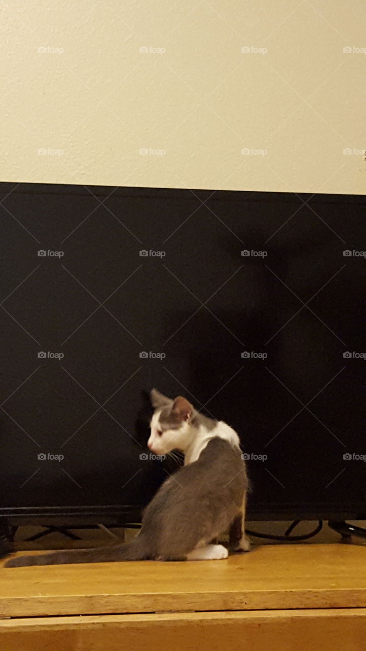 Gray and white kitten in front of tv