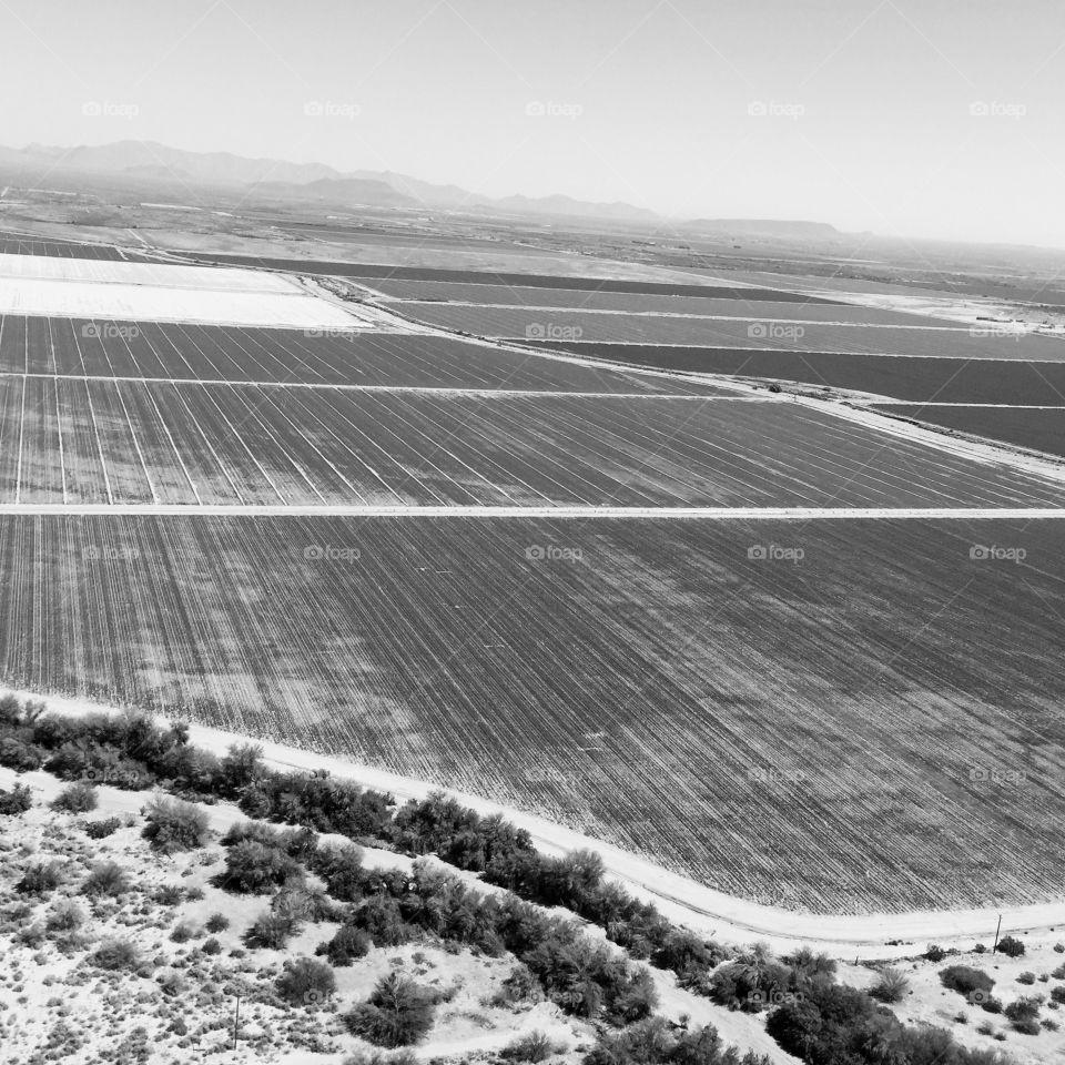 Farm Fields. Crops