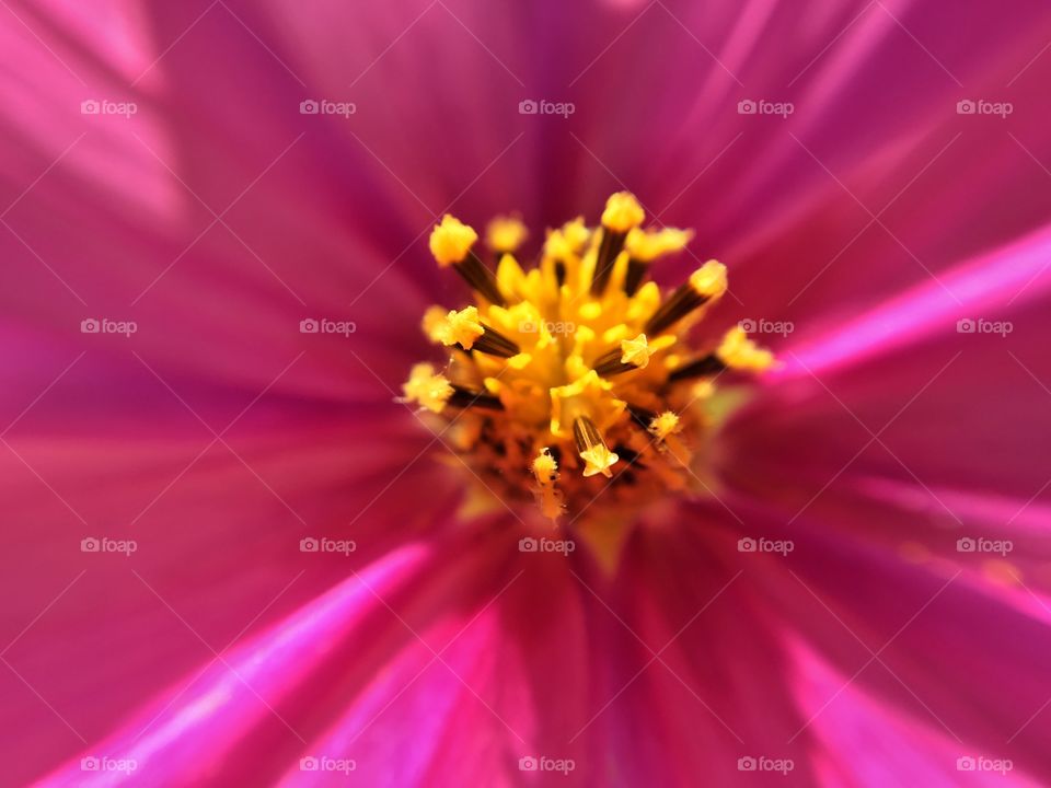 This bright pink poppy shines with beauty even past the fall cold snaps here in Tennessee.