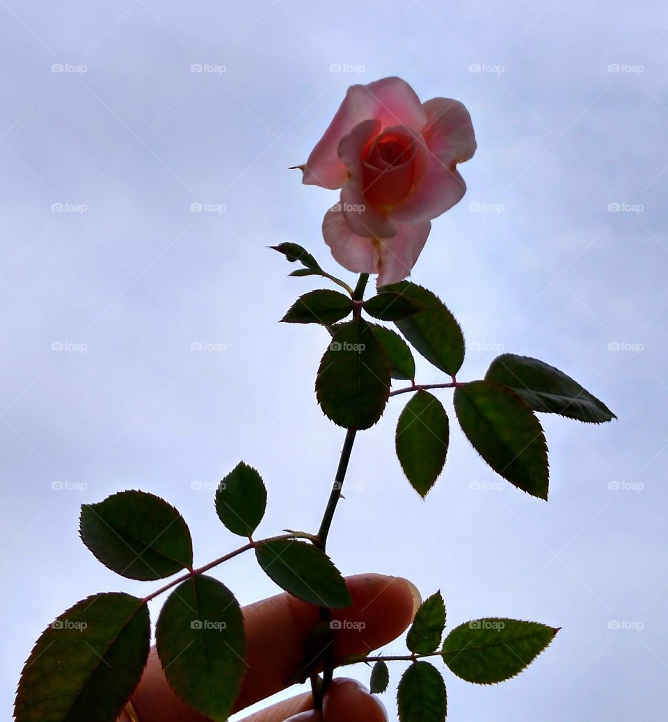 The beautiful pink rose