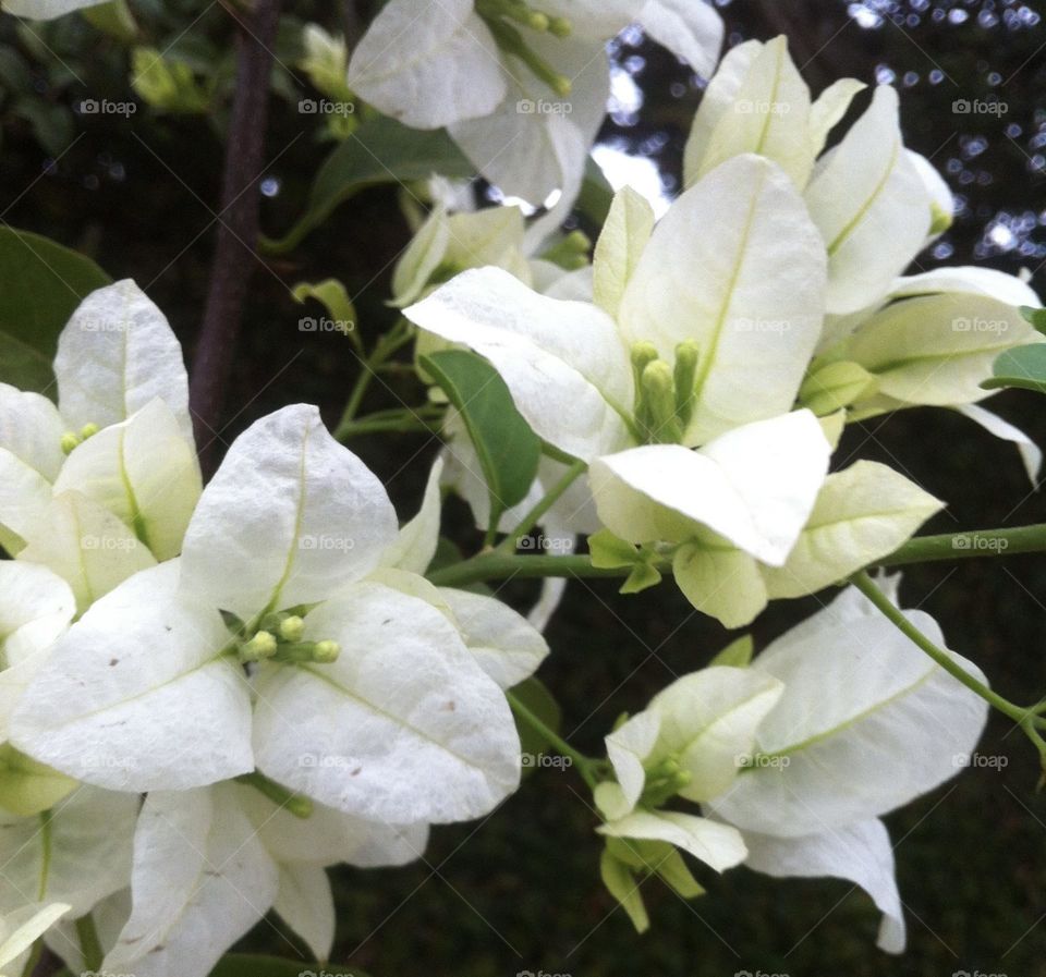 🌹 🇺🇸 Very beautiful flowers to brighten our day.  Live nature and its beauty. Did you like the delicate petals? / 🇧🇷 Flores muito bonitas para alegrar nosso dia. Viva a natureza e sua beleza. Gostaram das pétalas delicadas? 
