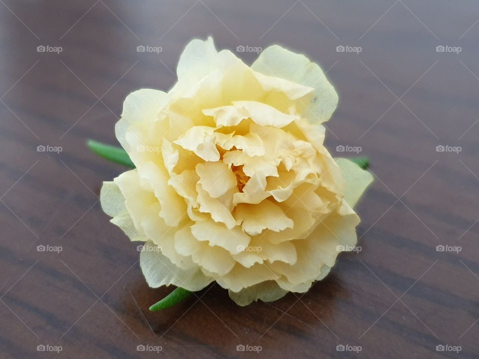 my beautiful Portulaca grandiflora