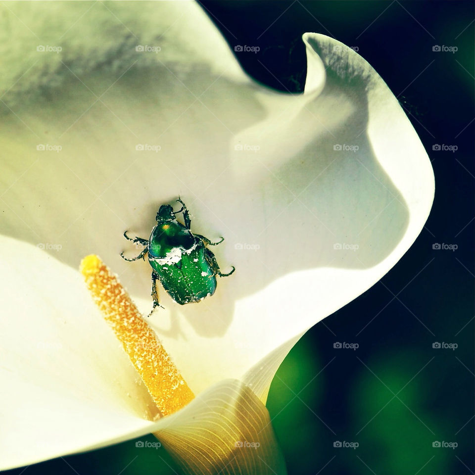 bug lily calla by albertobaldelli