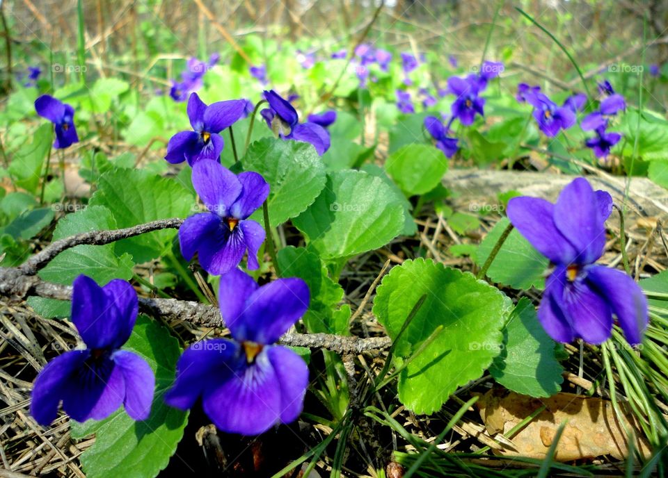 Flower, Nature, Flora, Lilac, Leaf