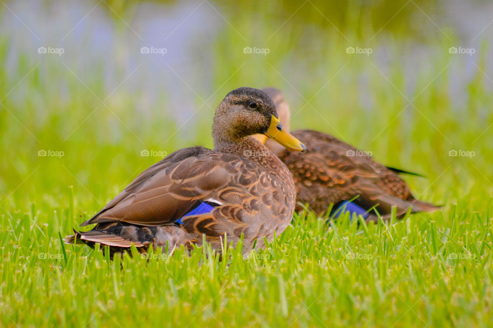 Two brown ducks standing on the green grass one in front of the other