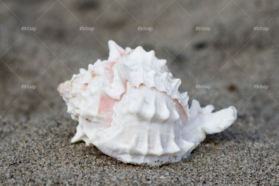 White sea shell on sand