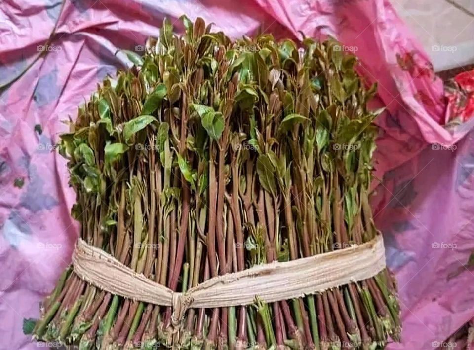 A very beautiful picture, and there is no better picture than it. There is no better picture of green herbs and colorful, red and white roses than it. Glory be to God, the natural and picturesque view, and there is no more