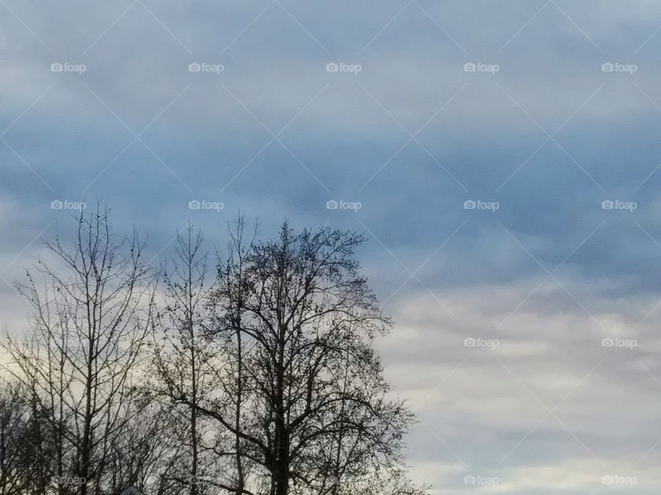 trees and evening sky