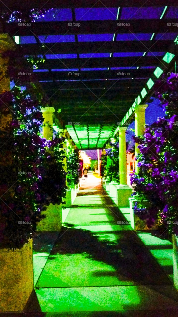 Evening walkway with spring blooms