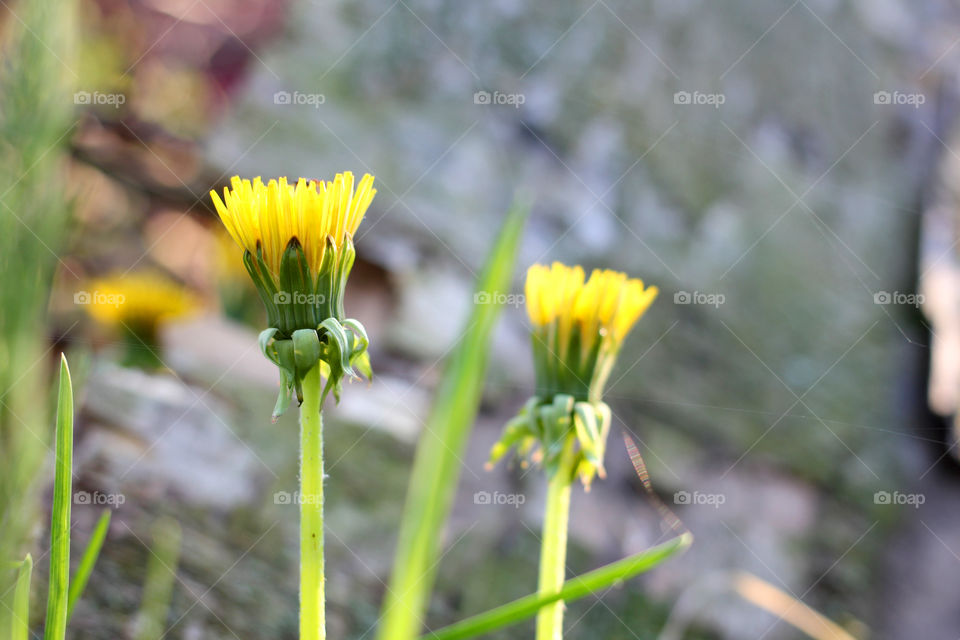 Dandelion, flower, vegetation, plants, meadow, meadow, village, sun, summer, heat, nature, landscape, still life, yellow, white, beautiful, furry,