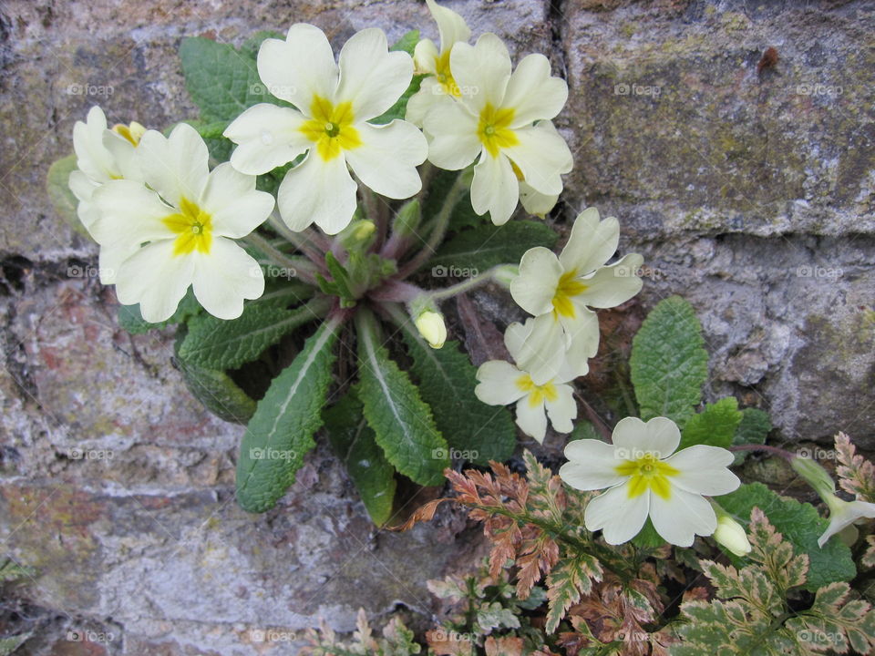 Nature, Flower, Flora, Blooming, Garden