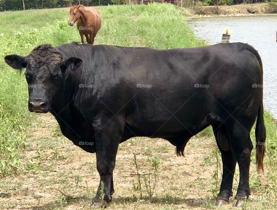 Black, Angus, Bull