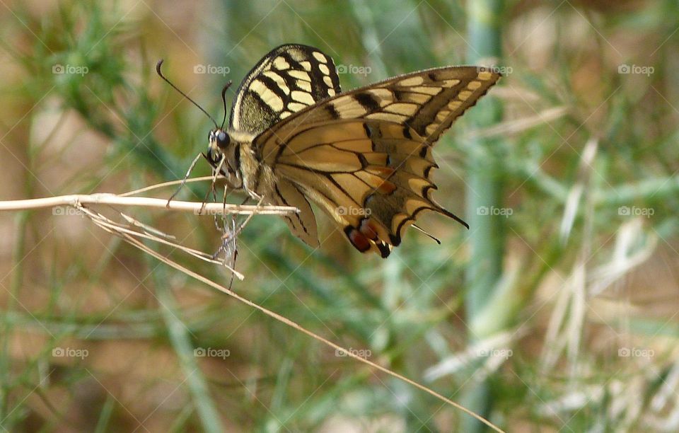 Papillon Machaon