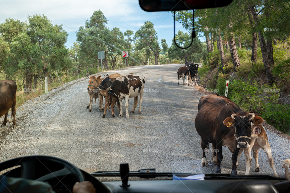 Cows on road.