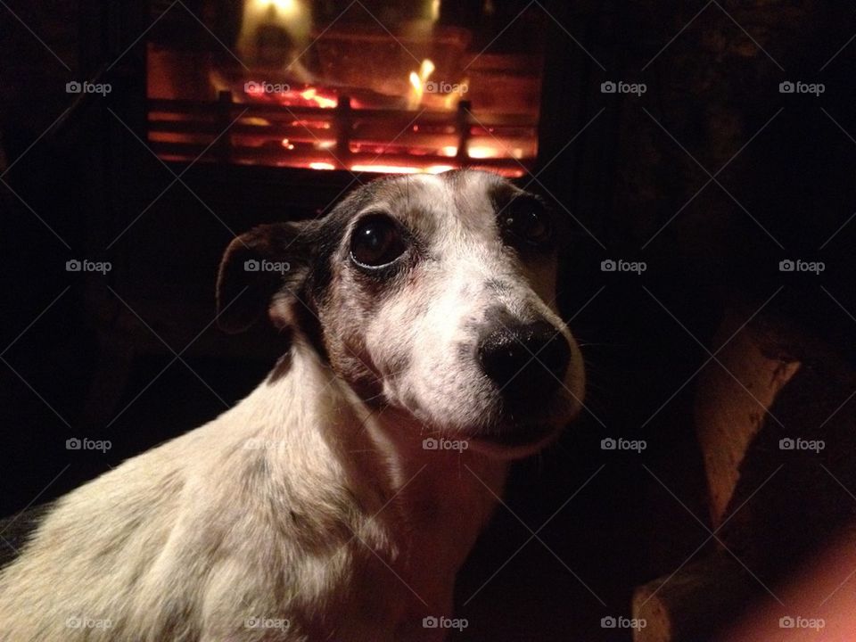 Dog by fireplace