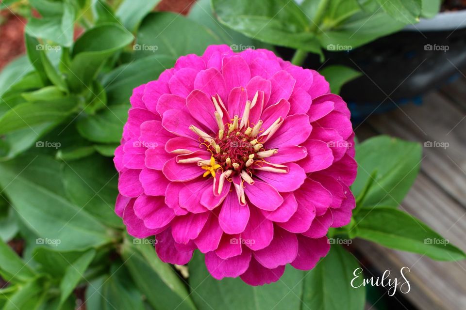 This pink zinnia is breathtaking!!