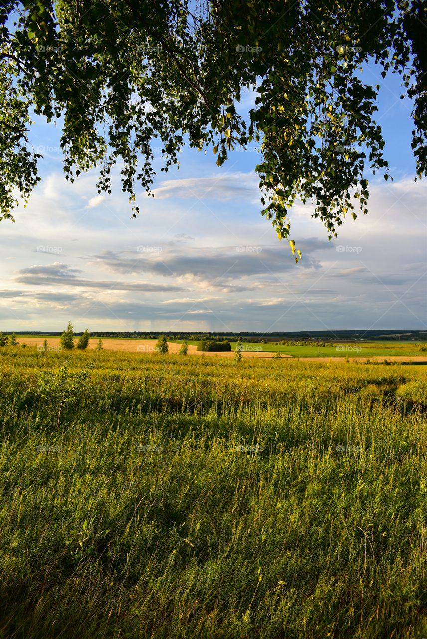 Beautiful nature summer Field horizon landscape