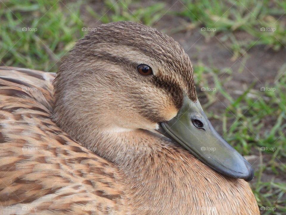 A close up of a duck