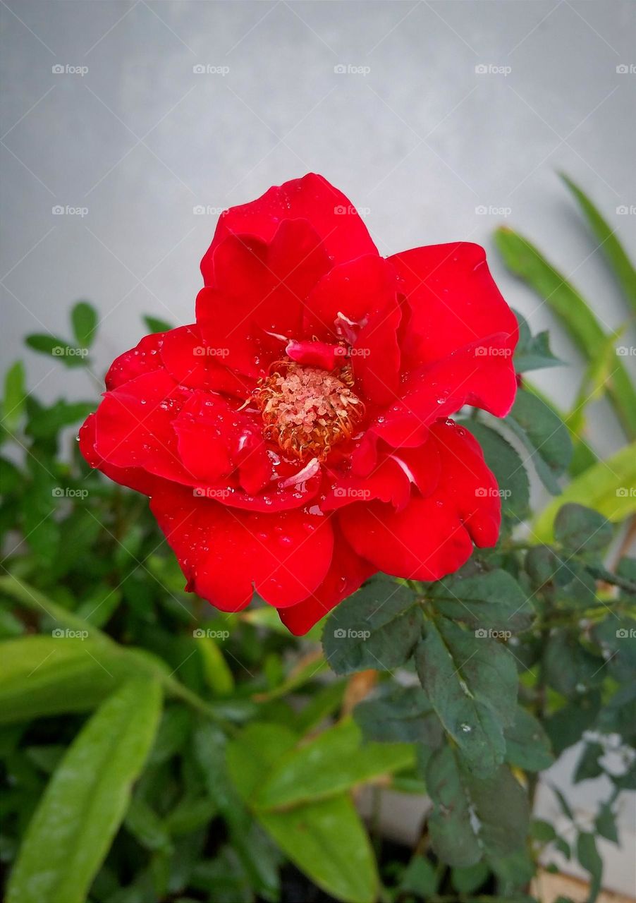 blooming garden rose with rain drops