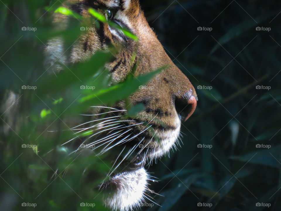 Tiger side profile 🐅