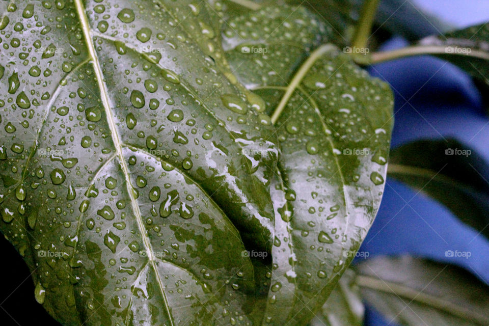Water drop in leaf, after rainy on my garden in the morning, almost every day i see it, that’s why i took the picture 