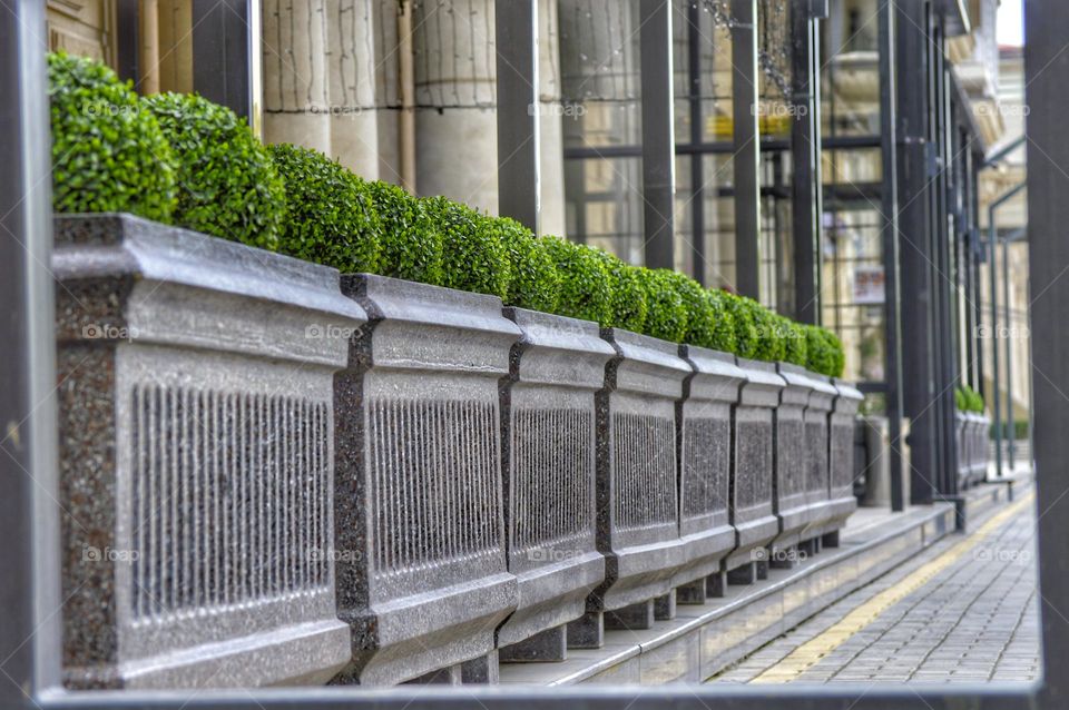 flowerbeds of a city street with small green bushes