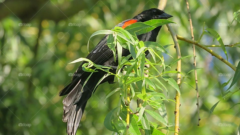 Redwing Blackbird hanging on