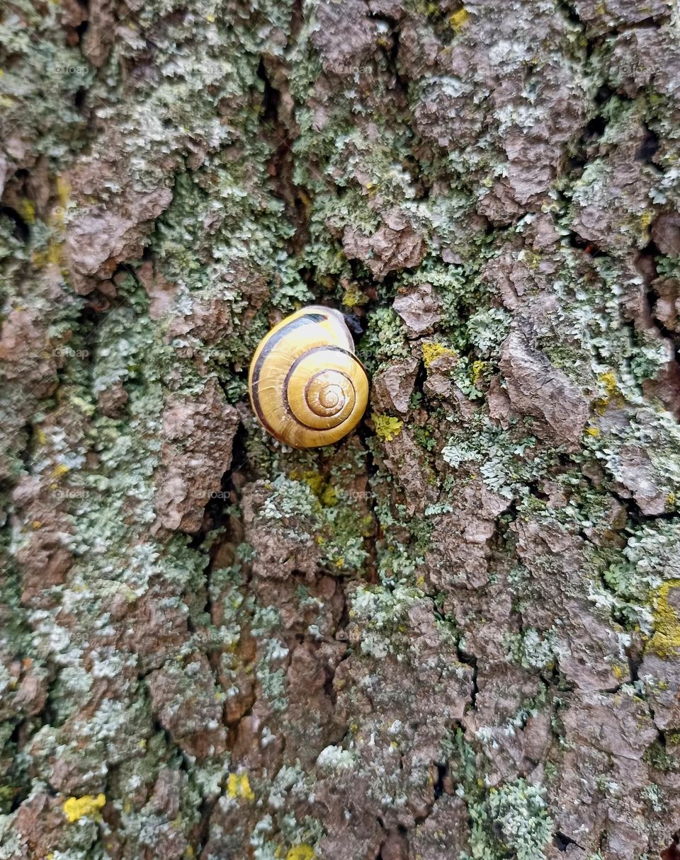 snail round beautiful texture on a wooden bark tree