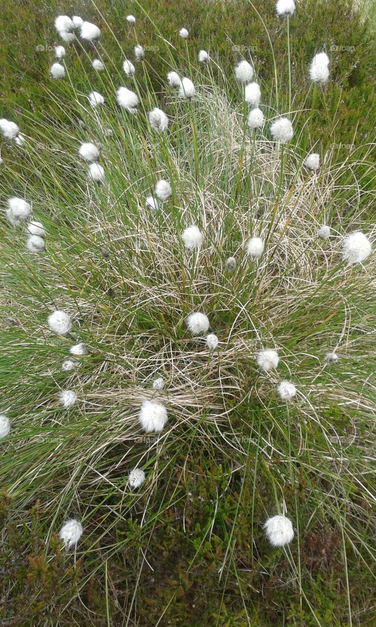 Bog cotton on the slopes of Slieve Gullion.