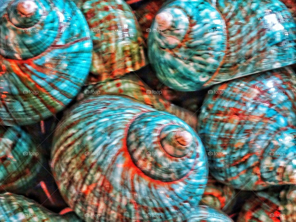 Sea Shells