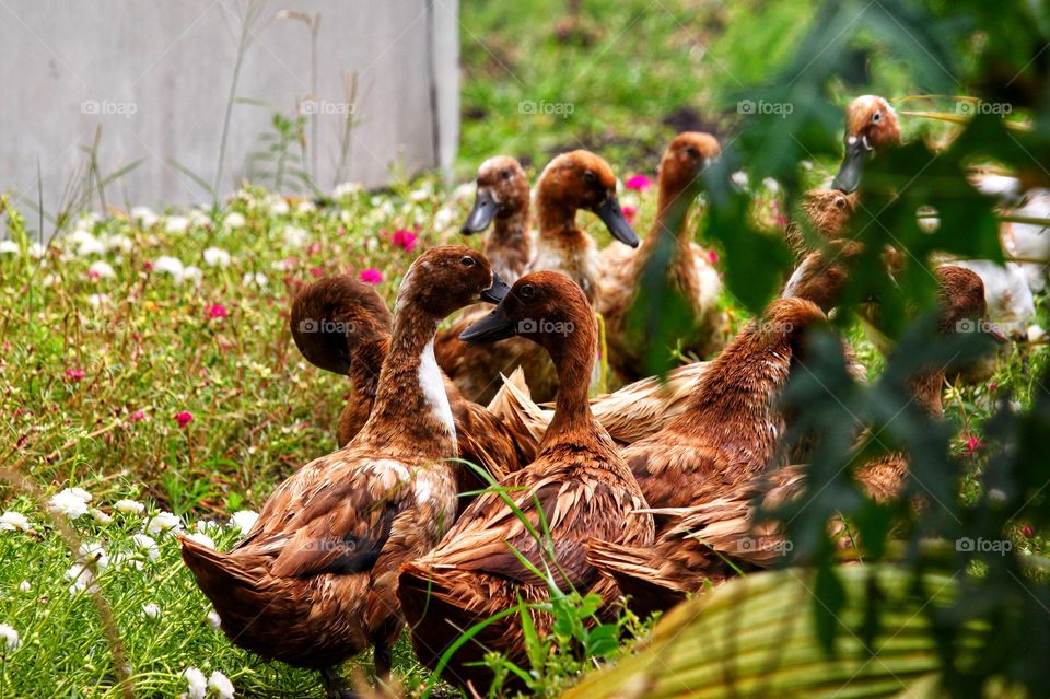 The ducks herds in Asian