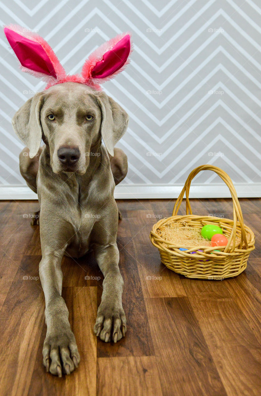 Portrait of a weimaraner dog wearing Easter bunny ears laying next to an Easter basket