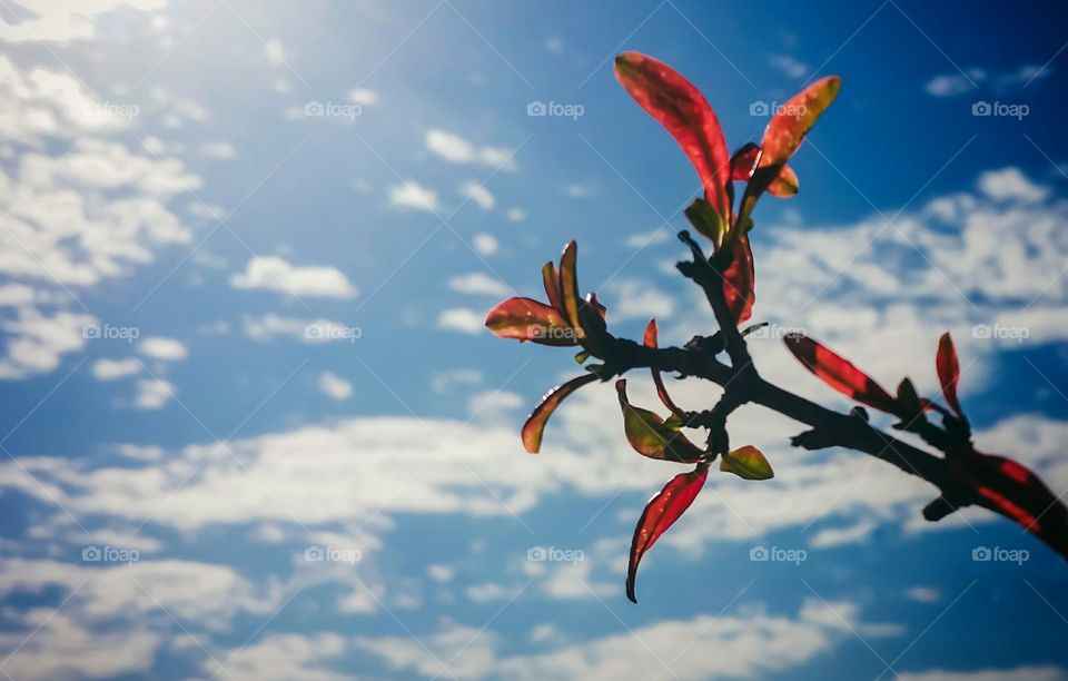 Pomegranate Tree and Blue Sky