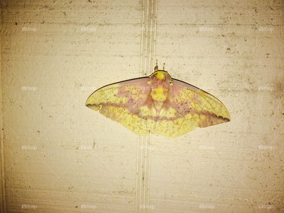 Picture of a girl on moth 