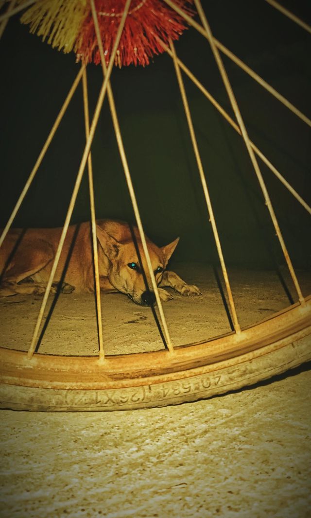 Street dog