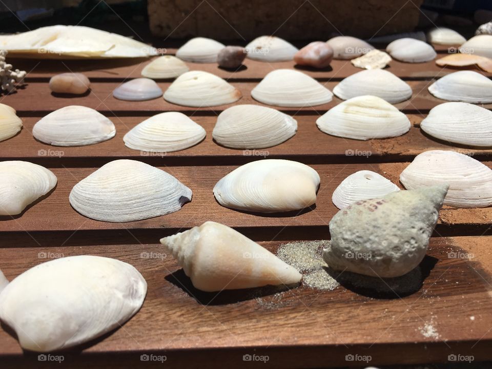 Variety of seashells laid out on a wood table outdoors to dry in sun