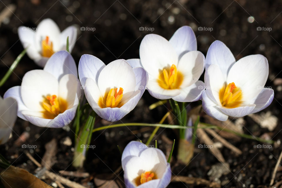 Sign of spring, blue lilac crocus flowers in sunny weather . Vårblommor blå lila krokusar i sol
